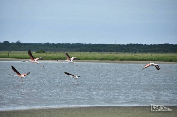 Flamingos alçam voo no Parque Nacional da Lagoa do Peixe, no sul do Rio Grande do Sul, entre a Lagoa dos Patos e o Oceano Atlântico